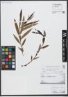 Foto von Salix triandra L. x Salix viminalis L.